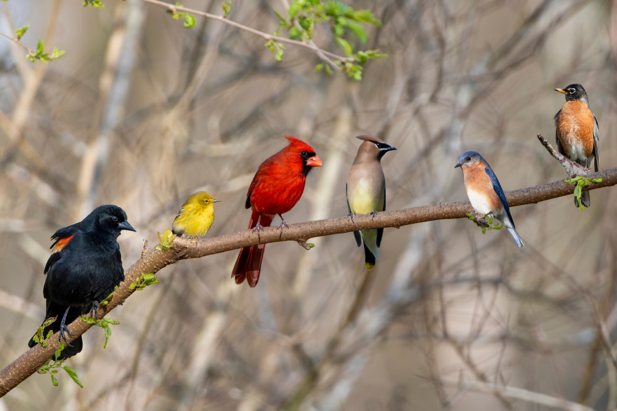 https://www.bloomingbackyard.com/wp-content/uploads/2022/11/Variety-of-Birds-in-Winter-1.jpg