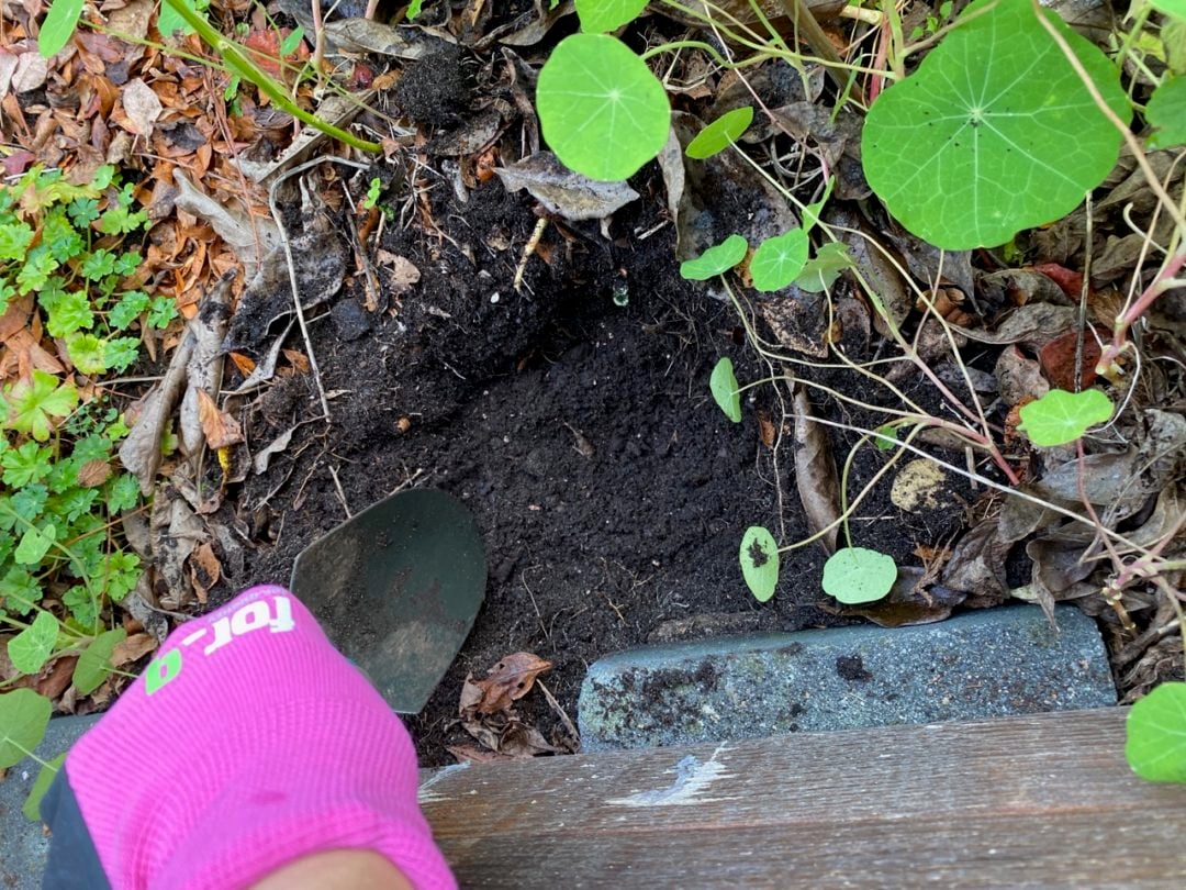 How to Divide and Transplant Blackeyed Susan (Rudbeckia)