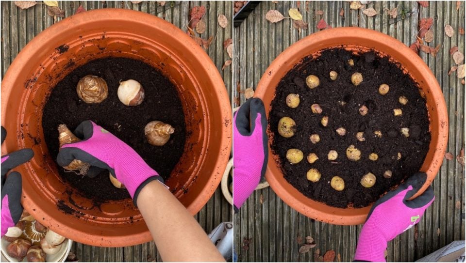 How to Plant A Bulb Lasagna Layering Bulbs For Endless Spring Blooms