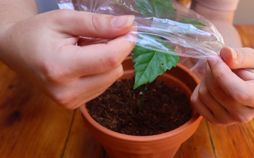 How To Propagate Hibiscus From Cuttings (With Photos)