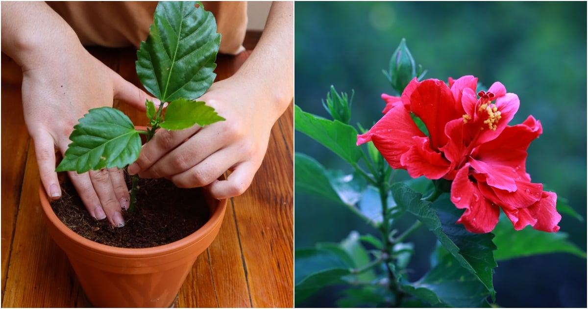 How To Propagate Hibiscus From Cuttings (With Photos)
