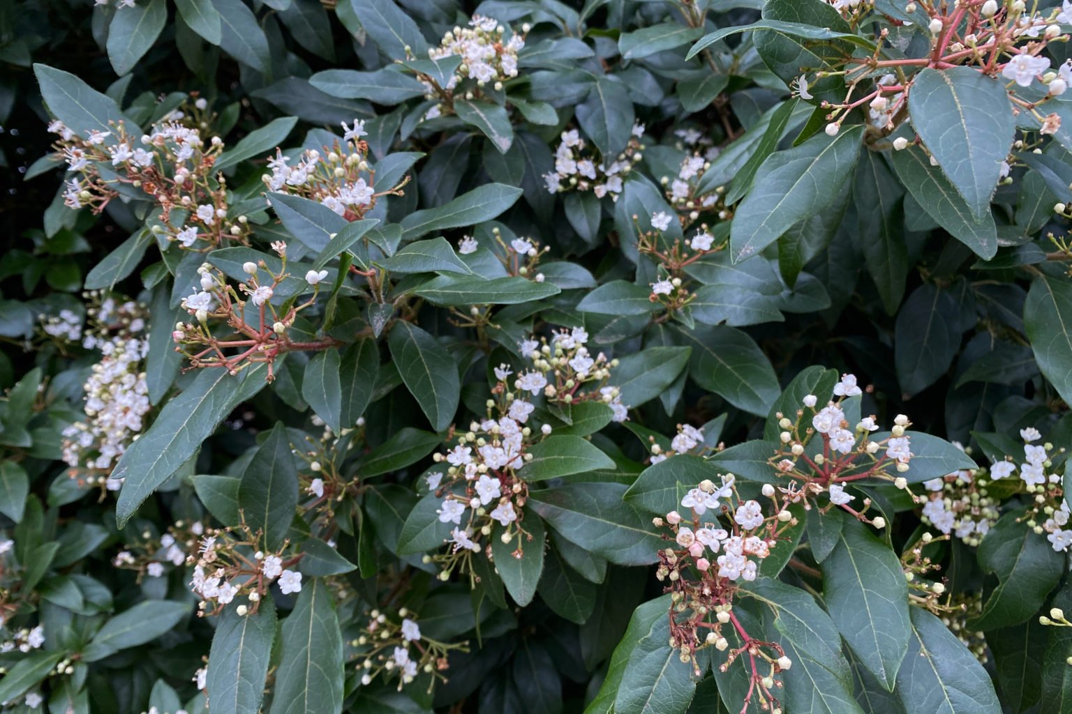 15 Plants You Should Never Prune in Early Spring