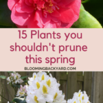 Plants not to prune in spring
