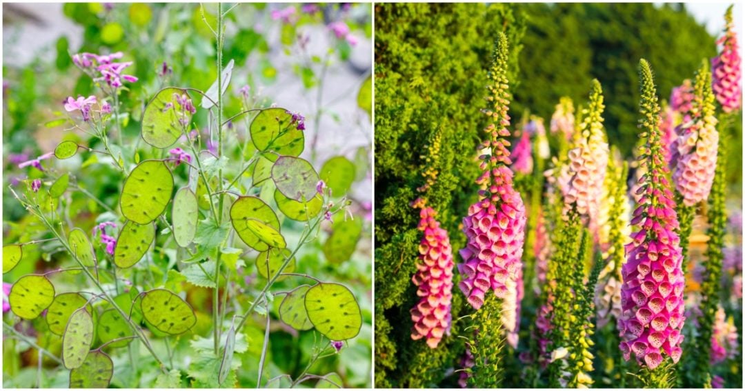 What Are Biennial Plants? (& 10 Popular Biennial Flowers for Your Garden)