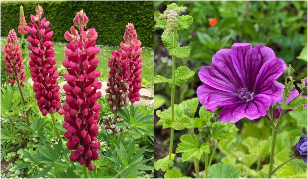 10 Popular Shortlived Perennials & How To Keep Them Blooming Longer