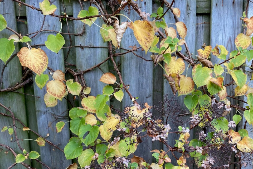 How & When To Deadhead & Prune Your Climbing Hydrangea