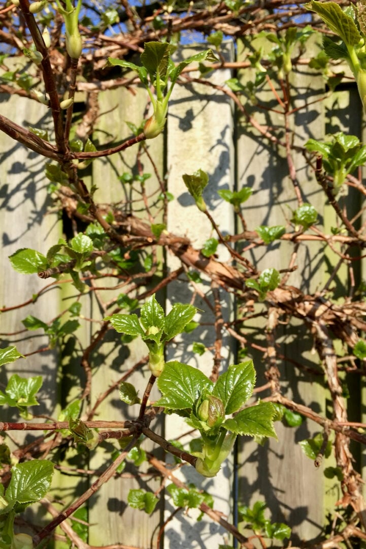 How & When To Deadhead & Prune Your Climbing Hydrangea