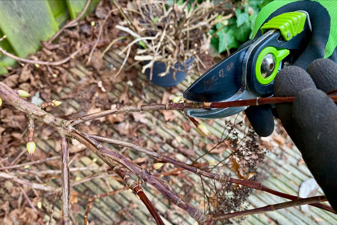 Prune Hydrangea How & When To Deadhead & Prune Your Climbing Hydrangea