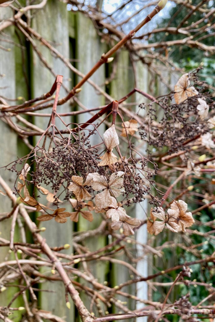 How & When To Deadhead & Prune Your Climbing Hydrangea