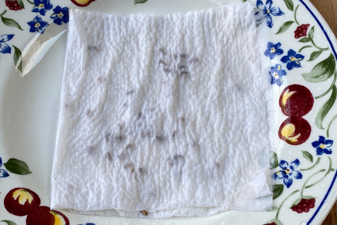 6 Ways to Cold Stratify Seeds (& 36 Plants That Need Stratification)