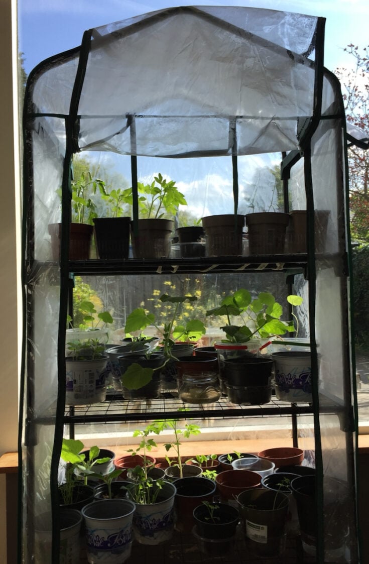 6 Ways to Cold Stratify Seeds (& 36 Plants That Need Stratification)