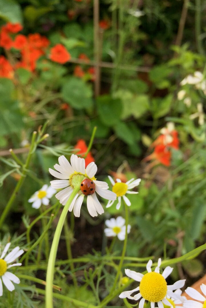 15 Flowers You Can Start From Seed in Late Winter and Early Spring