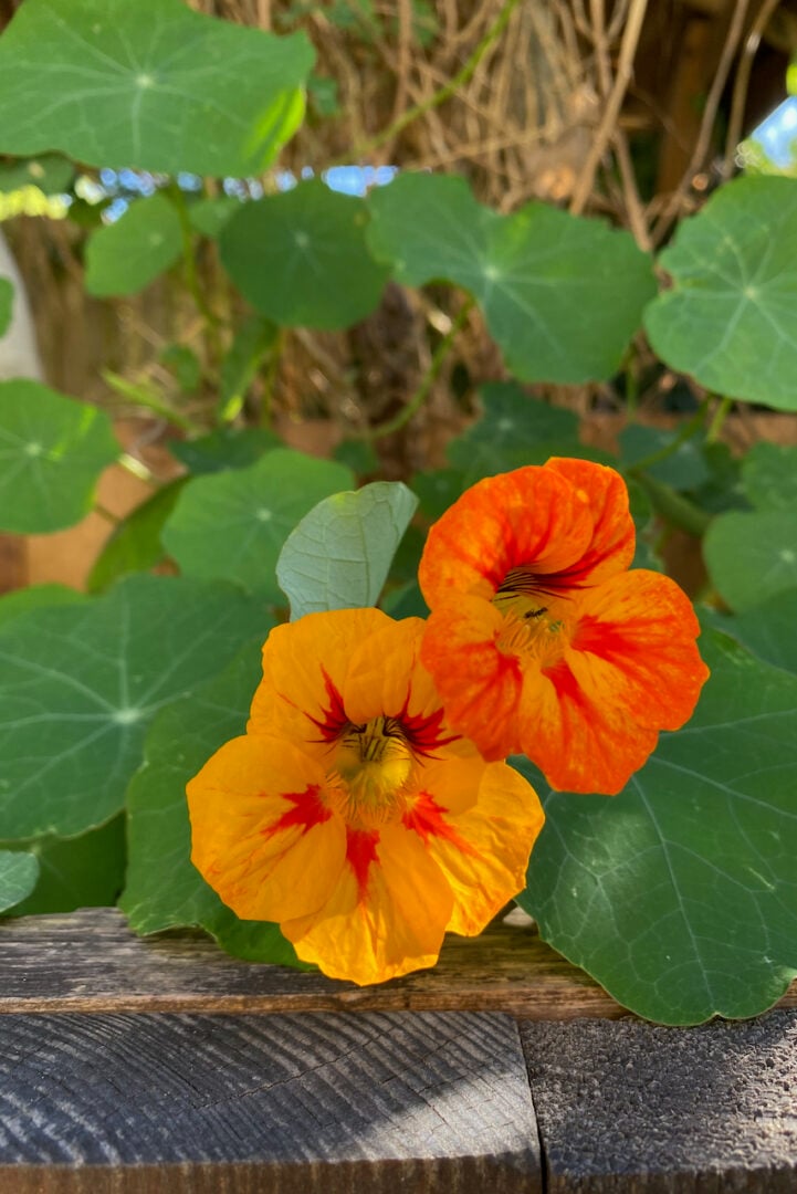 15 Flowers You Can Start From Seed in Late Winter and Early Spring