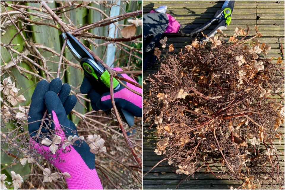 How & When To Deadhead & Prune Your Climbing Hydrangea
