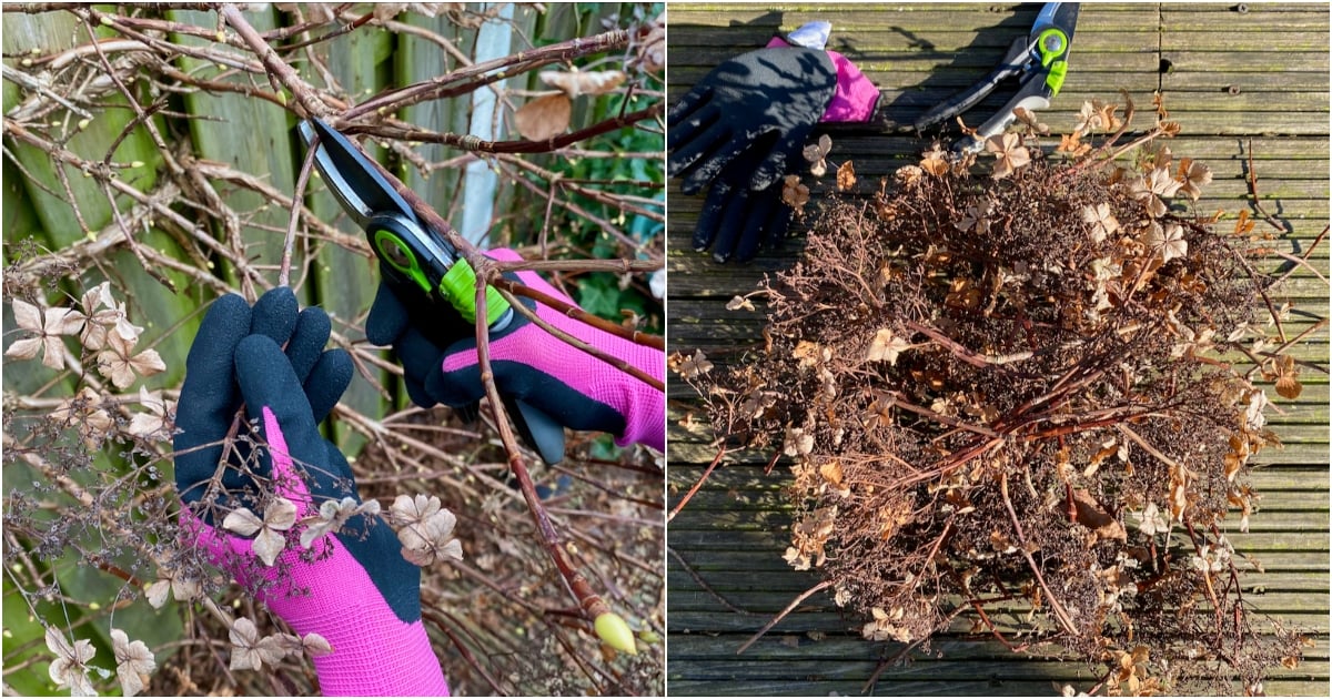How & When To Deadhead & Prune Your Climbing Hydrangea