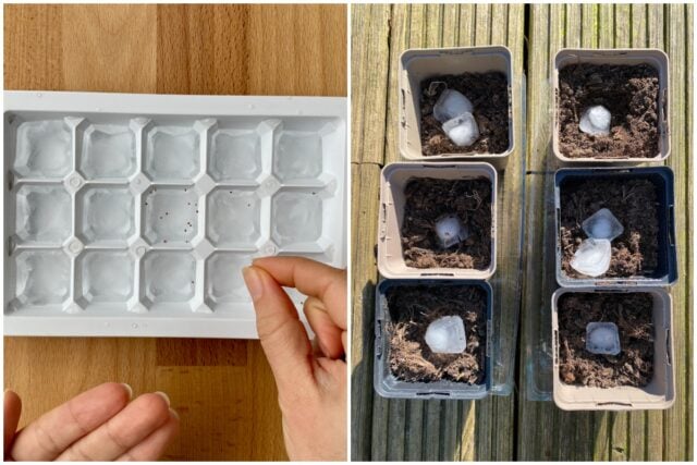 vegetable seeds that need cold stratification