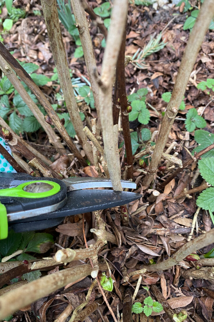 Hydrangea Stalk 6 Spring Jobs for Every Hydrangea Grower (& One Job You Shouldn't Do)