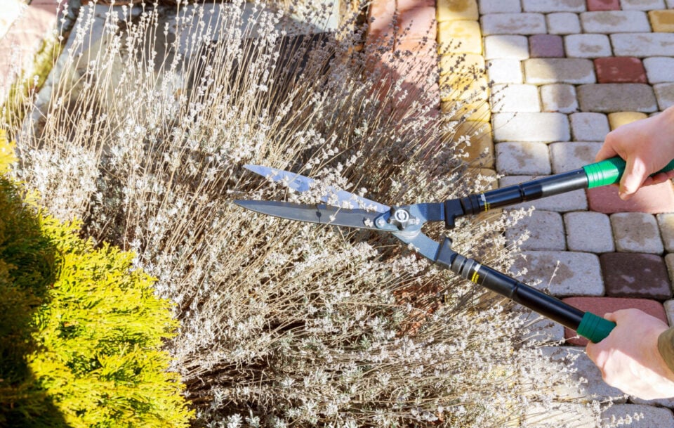 How To Prune Lavender In Spring & Fall Big Blooms & Fewer Woody Stems