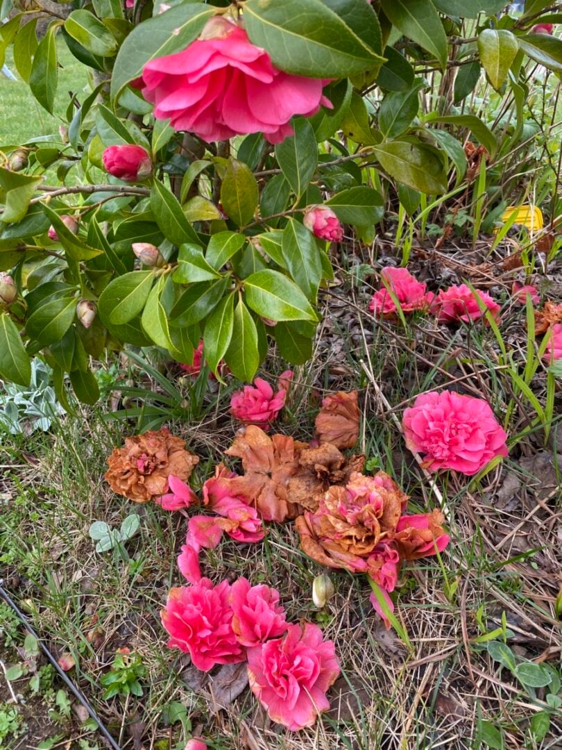 What to Do With Camellias After Flowering