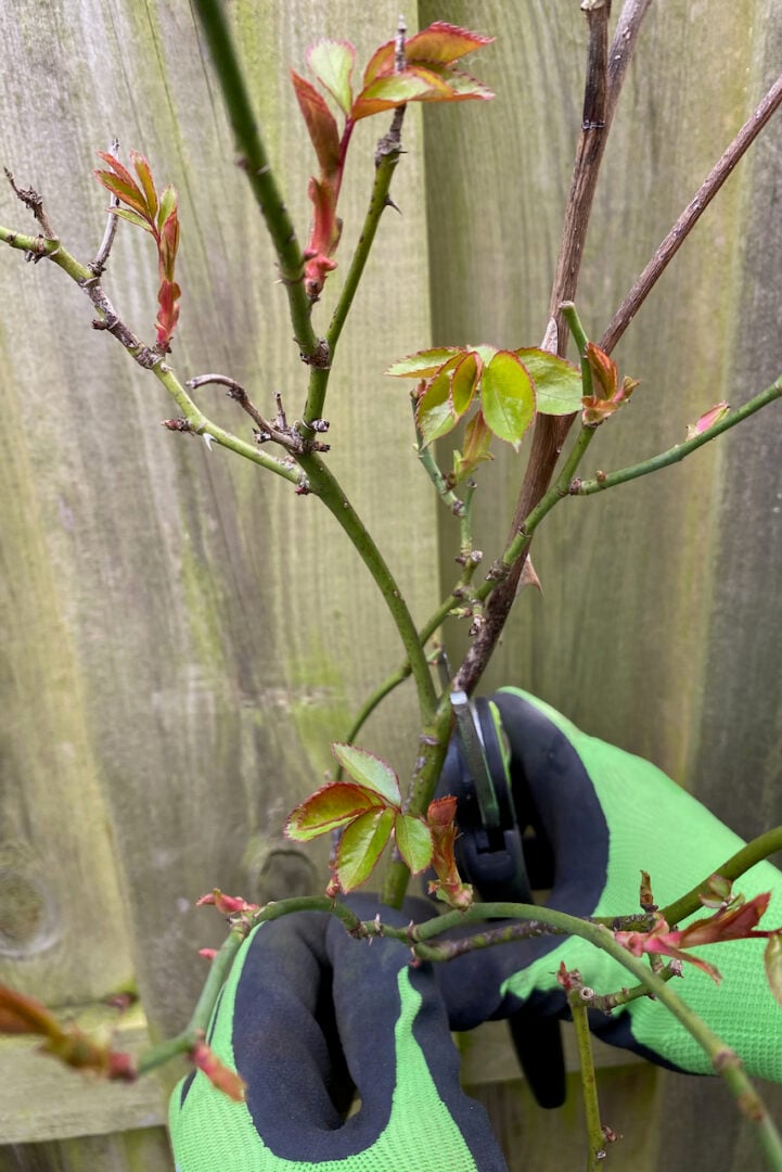 An Easy Guide to Pruning Roses in Spring (and When to Wait)