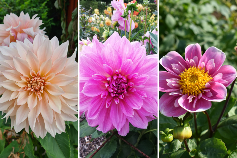 3 Reasons to Start Dahlias in Pots Indoors (& How To Do It)