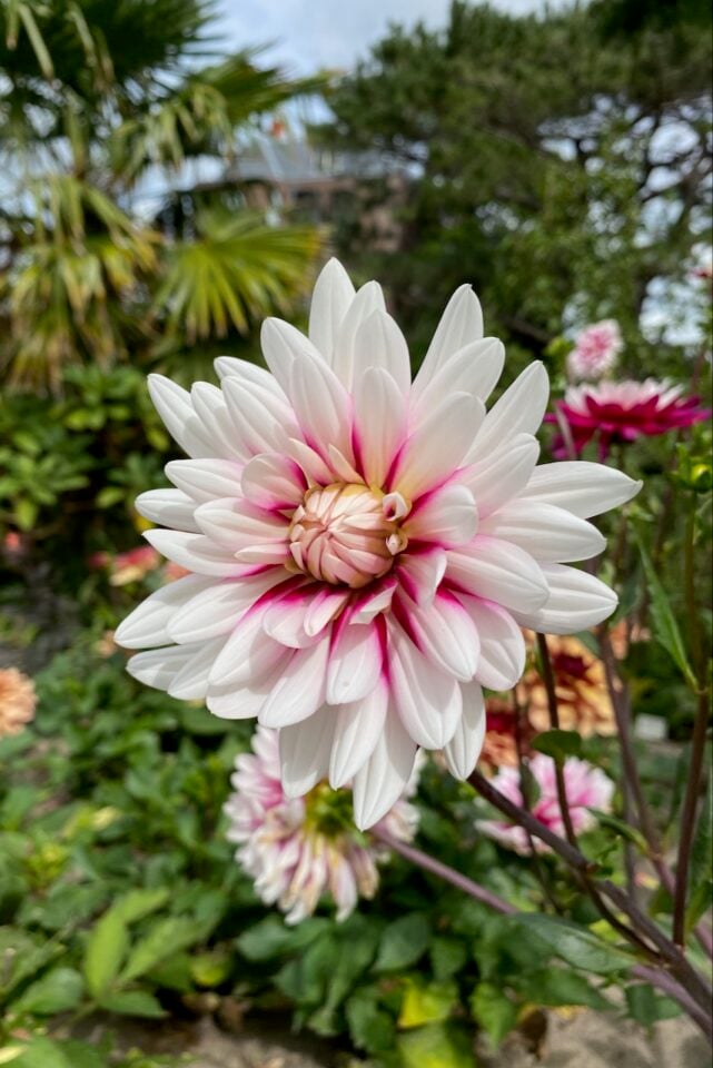 3 Reasons to Start Dahlias in Pots Indoors (& How To Do It)