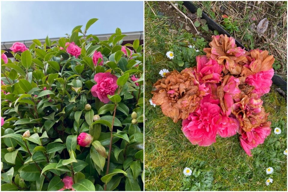 What to Do With Camellias After Flowering