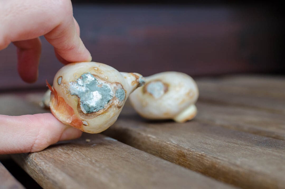 Blind Daffodils 7 Reasons Why Daffodils Don’t Flower