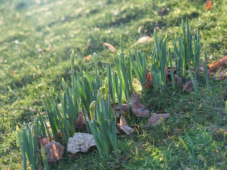 Blind Daffodils 7 Reasons Why Daffodils Don’t Flower