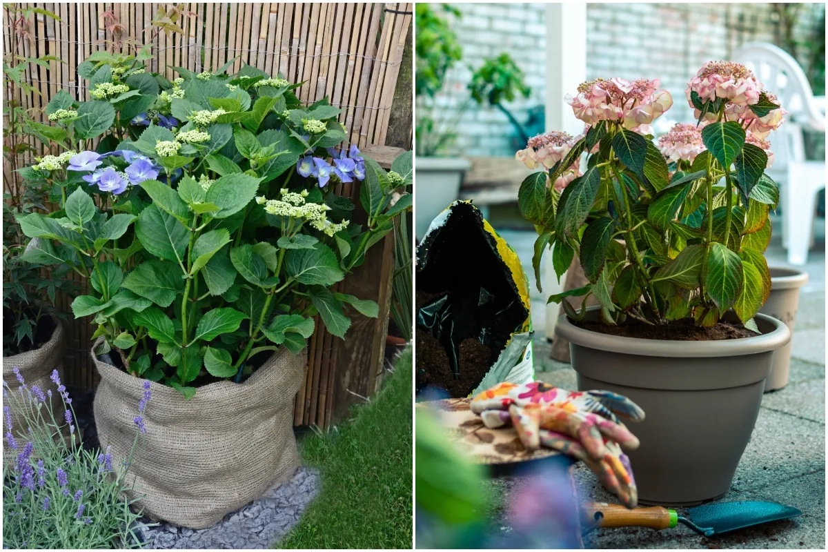 Image of Hydrangea plant in pot surrounded by fertilizer