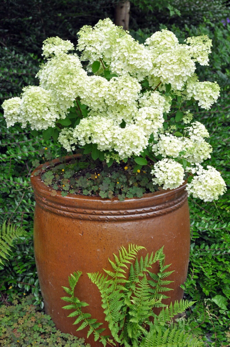 15 Tips for Growing Hydrangeas in Containers