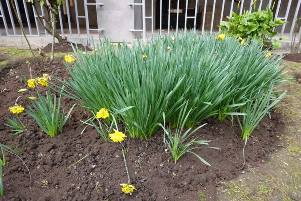 Blind Daffodils 7 Reasons Why Daffodils Don’t Flower
