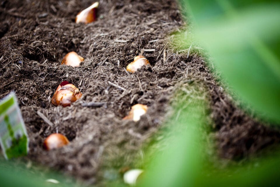 Blind Daffodils 7 Reasons Why Daffodils Don’t Flower