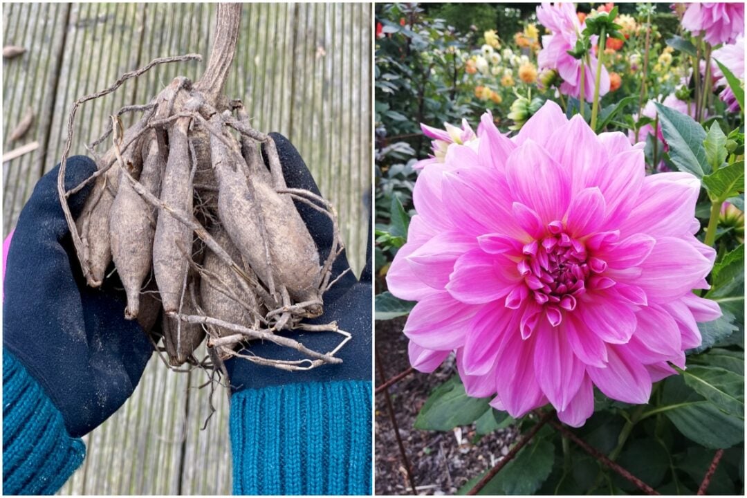3 Reasons to Start Dahlias in Pots Indoors (& How To Do It)