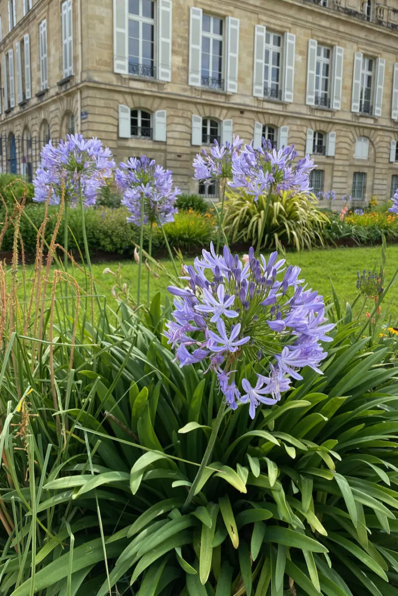 Planting & Growing Lily of the Nile (Agapanthus) - 8 Things You