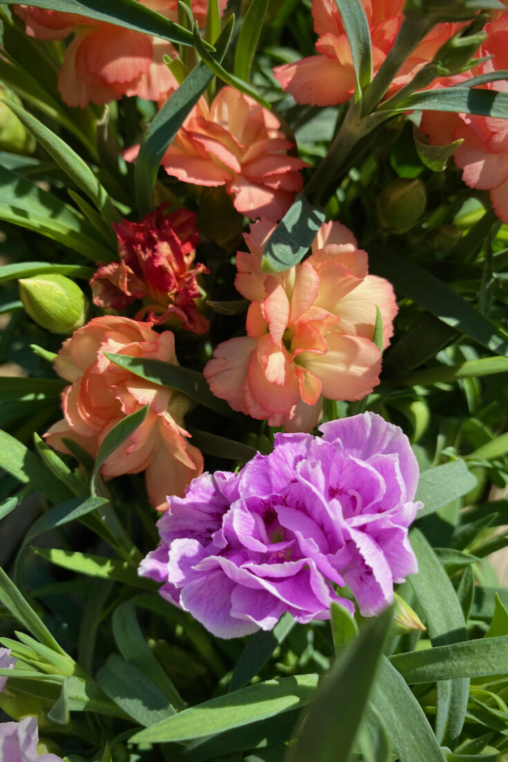 Designing and Planting a Spring Container that Delights the Senses