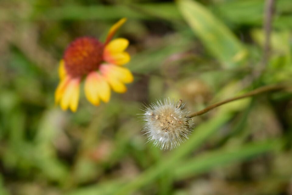 7 Reasons to Grow Blanket Flower (Gaillardia) The Perennial That Blooms All Summer