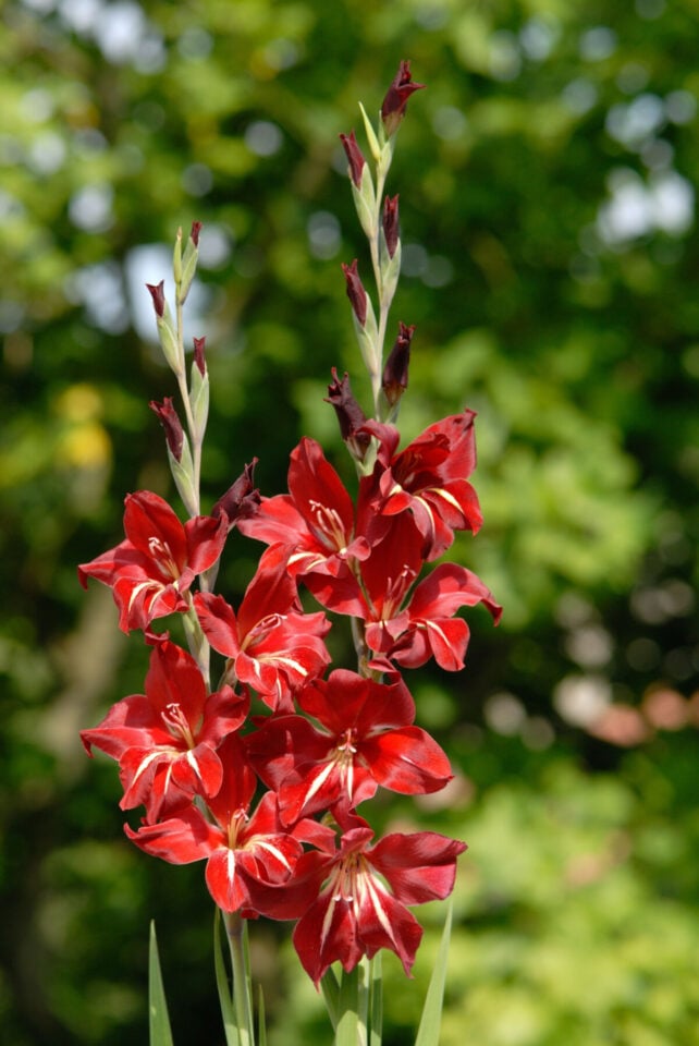 How to Plant Gladioli and Tips For Longer Lasting Blooms