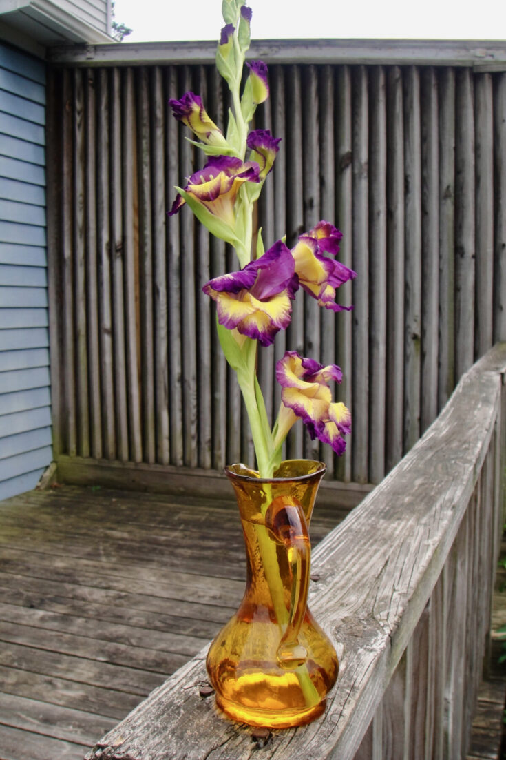 How to Plant Gladioli and Tips For Longer Lasting Blooms