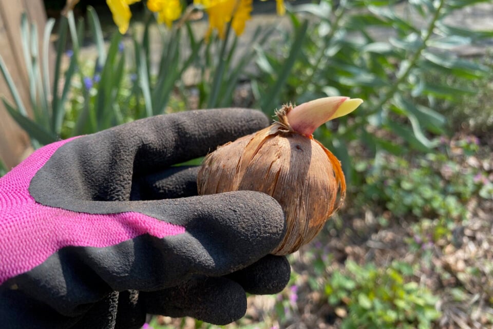 How to Plant Gladioli and Tips For Longer Lasting Blooms
