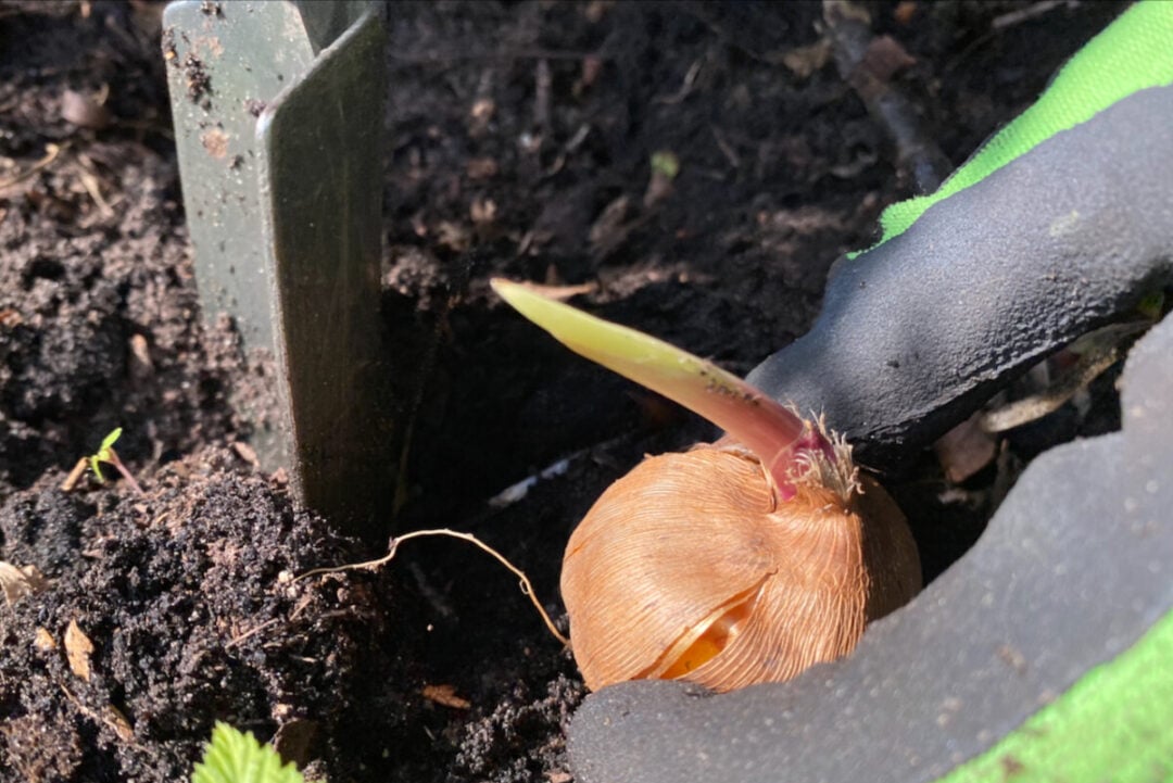 How to Plant Gladioli and Tips For Longer Lasting Blooms