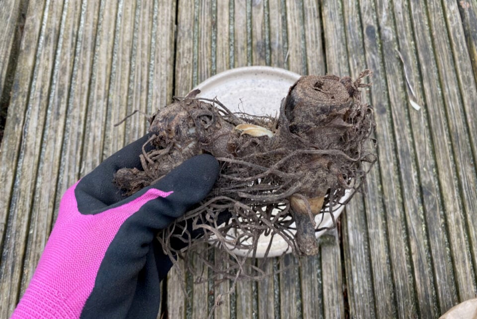 How to Plant Canna Bulbs (& Tips to Get More Canna Lily Blooms)