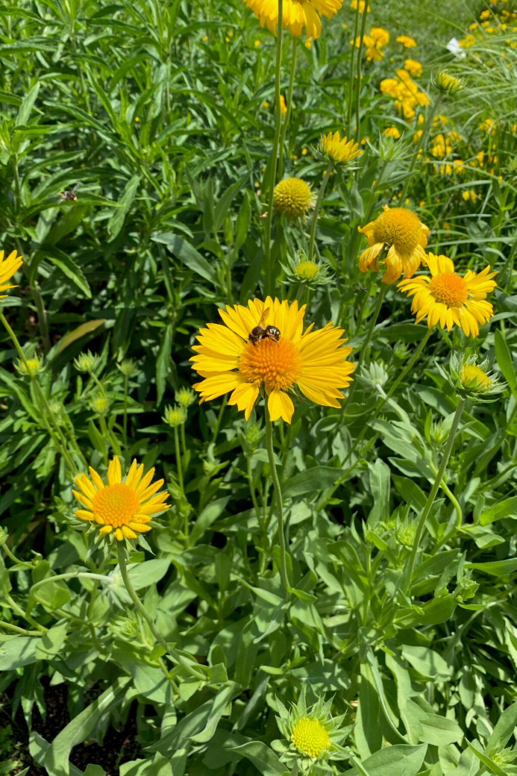 7 Reasons to Grow Blanket Flower (Gaillardia) The Perennial That