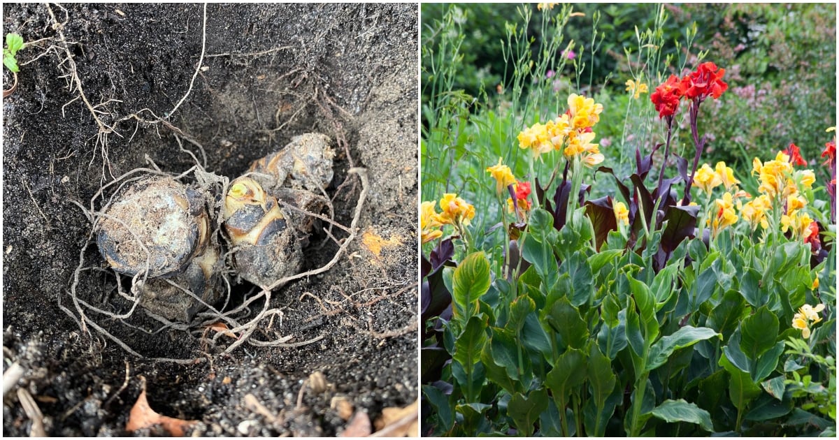 How to Plant Canna Bulbs (& Tips to Get More Canna Lily Blooms)