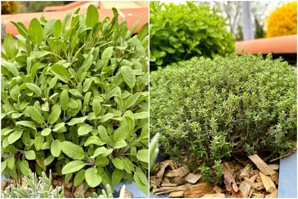 6 Drought Tolerant Herbs That Will Survive Hot, Dry Summers