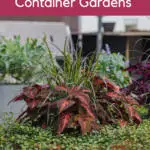 Container garden plants