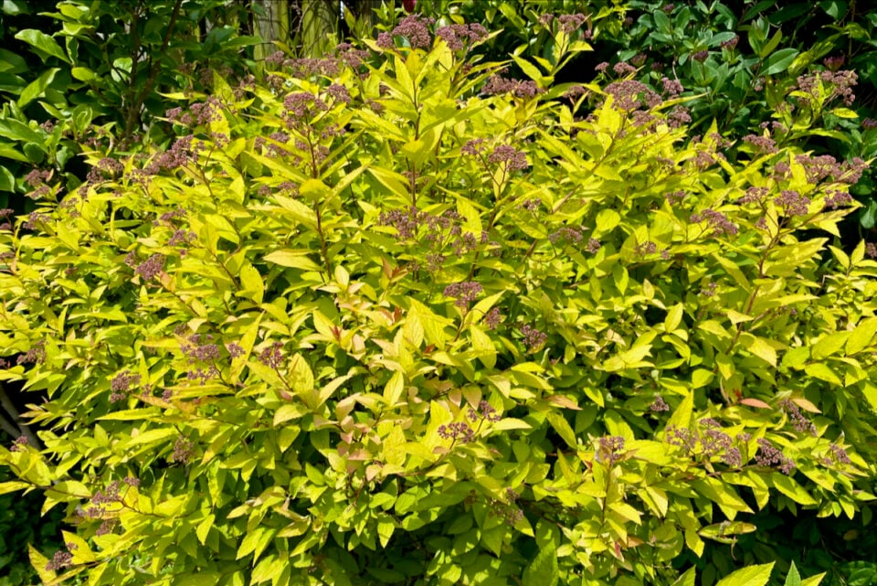 30 Plants You Can Propagate from Softwood Cuttings & How To Do It