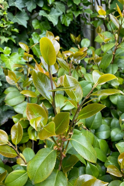 30 Plants You Can Propagate from Softwood Cuttings & How To Do It