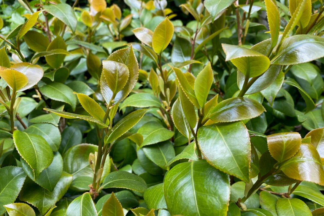 30 Plants You Can Propagate from Softwood Cuttings & How To Do It