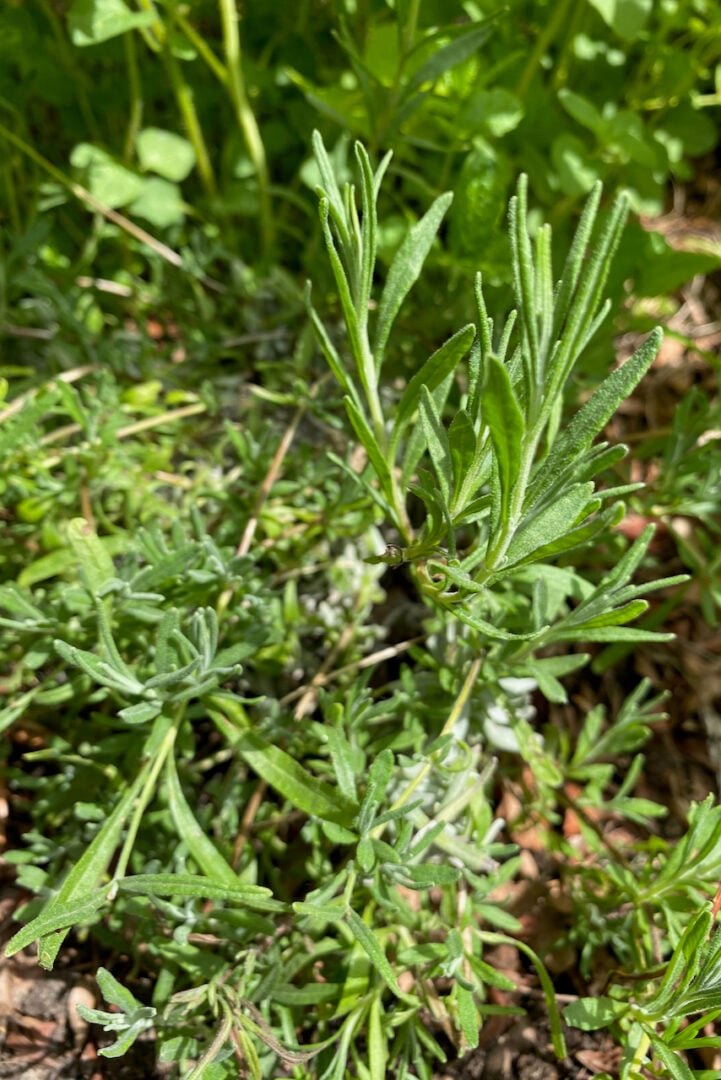 30 Plants You Can Propagate from Softwood Cuttings & How To Do It